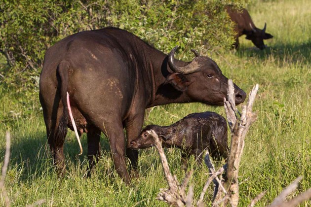 A buffalo is born.