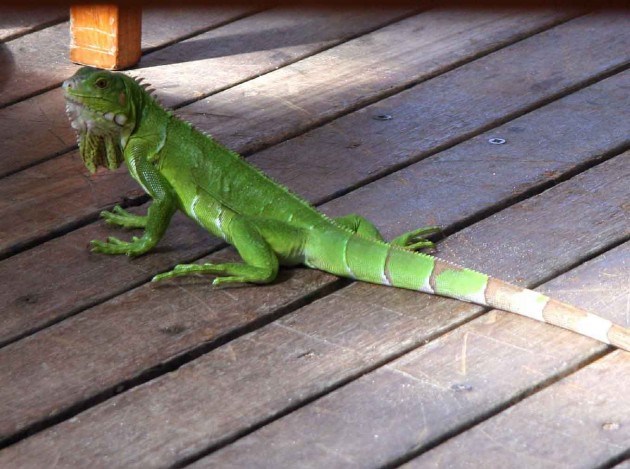 And yet another green iguana ...
