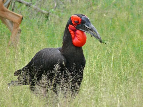 This southern ground hornbill 