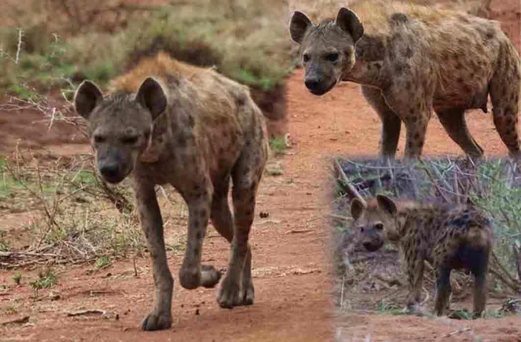 Hyena in Madikwe Reserve